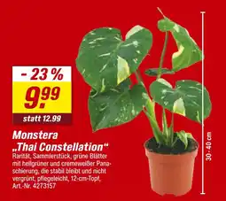 toom Baumarkt Monstera thai constellation Angebot