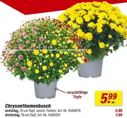 toom Baumarkt Chrysanthemenbusch Angebot