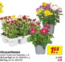 toom Baumarkt Chrysanthemen Angebot