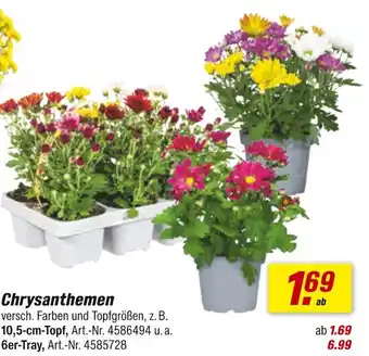toom Baumarkt Chrysanthemen Angebot
