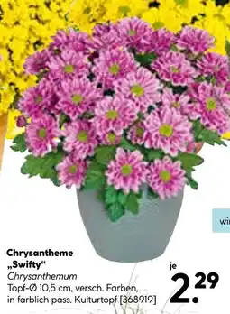 Hellweg Chrysantheme „swifty“ Angebot