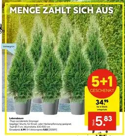 Hellweg Lebensbaum thuja occidentalis smaragd Angebot