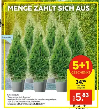 Hellweg Lebensbaum thuja occidentalis smaragd Angebot