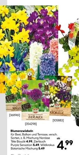 Hellweg Blumenzwiebeln Angebot
