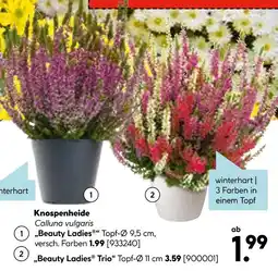 Hellweg Knospenheide Angebot
