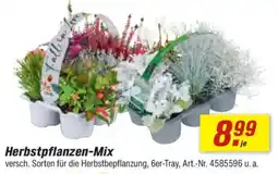 toom Baumarkt Herbstpflanzen-Mix Angebot