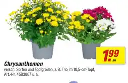 toom Baumarkt Chrysanthemen Angebot