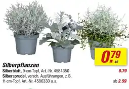toom Baumarkt Silberpflanzen Angebot