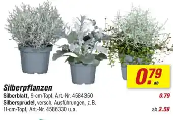 toom Baumarkt Silberpflanzen Angebot