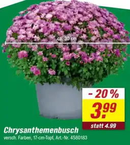 toom Baumarkt Chrysanthemenbusch Angebot