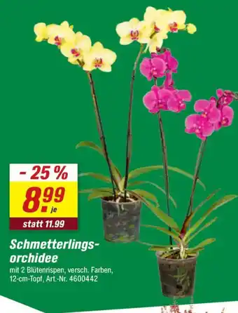 toom Baumarkt Schmetterlingsorchidee Angebot