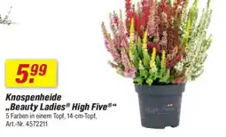 toom Baumarkt Knospenheide „Beauty Ladies High Five" Angebot