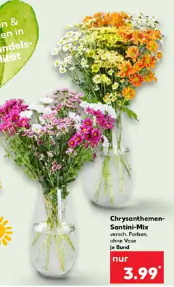 Kaufland Chrysanthemen- Santini-Mix Angebot