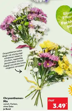 Kaufland Chrysanthemen- Mix Angebot