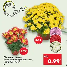 Kaufland Chrysanthemen Angebot