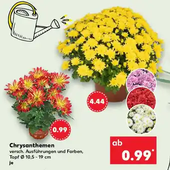 Kaufland Chrysanthemen Angebot
