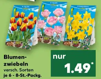 Kaufland Blumen- zwiebeln Angebot