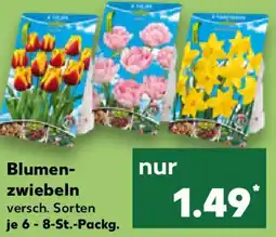 Kaufland Blumen- zwiebeln Angebot