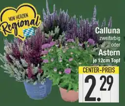 E-Center Calluna Angebot