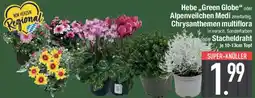 E-Center Hebe,,Green Globe" oder Alpenveilchen Medi zweifarbig, Chrysanthemen multiflora oder Stacheldraht Angebot