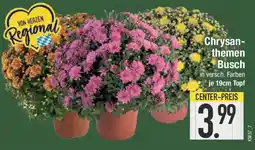 E-Center Chrysan- themen Busch Angebot
