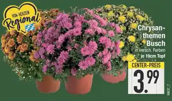 E-Center Chrysan- themen Busch Angebot