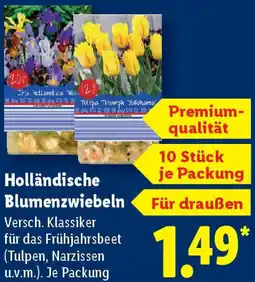 Lidl Holländische Blumenzwiebeln Angebot