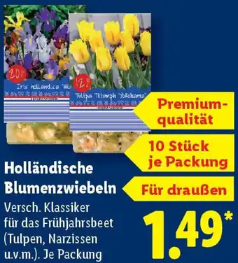 Lidl Holländische Blumenzwiebeln Angebot