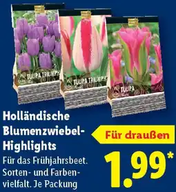 Lidl Holländische Blumenzwiebel Highlights Angebot