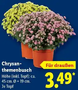 Lidl Chrysanthemenbusch Angebot