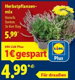 Lidl Herbstpflanzenmix Angebot