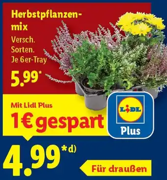 Lidl Herbstpflanzenmix Angebot
