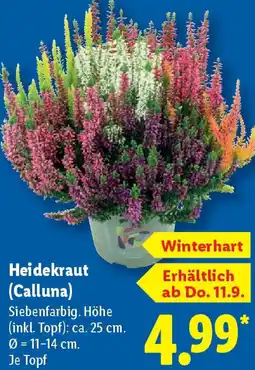 Lidl Heidekraut (Calluna) Angebot