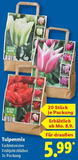Lidl Tulpenmix Angebot