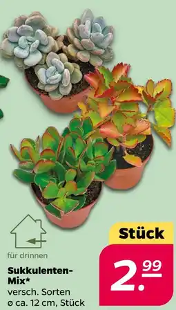 NETTO Sukkulenten-mix Angebot