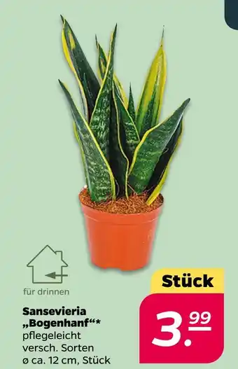 NETTO Sansevieria 'bogenhanf' Angebot