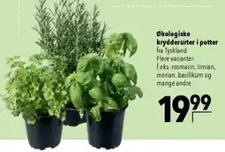 CITTI Markt Økologiske krydderurter i potter Angebot