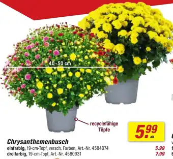 toom Baumarkt Chrysanthemenbusch Angebot