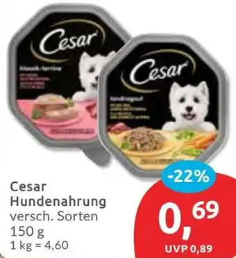 Budni Cesar Hundenahrung Angebot