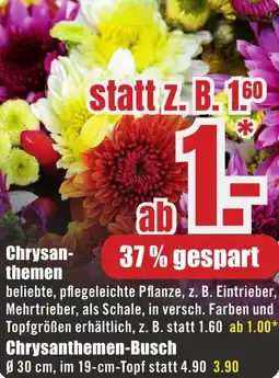 B1 Discount Baumarkt Chrysanthemen Angebot