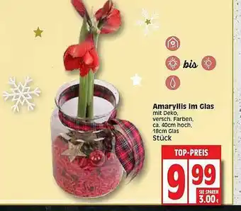 Edeka Amaryllis Im Glas Angebot