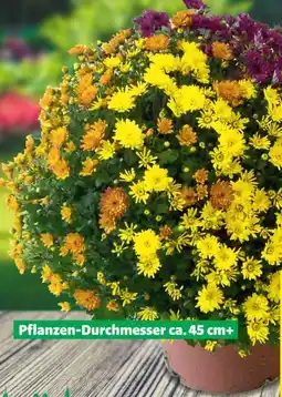 Hagebau Chrysanthemen Trio Angebot