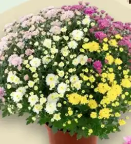 Kaufland Chrysantheme Angebot