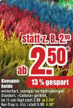 B1 Discount Baumarkt Knospenheide Angebot