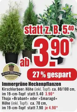 B1 Discount Baumarkt Immergrüne Heckenpflanzen Angebot