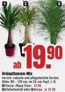B1 Discount Baumarkt Grünpflanzen-Mix Angebot