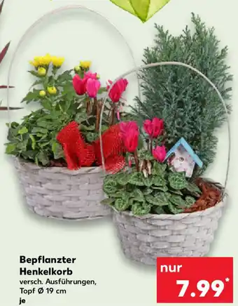 Kaufland Bepflanzter Henkelkorb Angebot