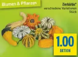 diska Zierkürbis Angebot
