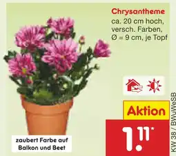Netto Marken-Discount Chrysantheme Angebot
