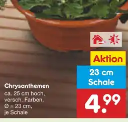 Netto Marken-Discount Chrysanthemen Angebot